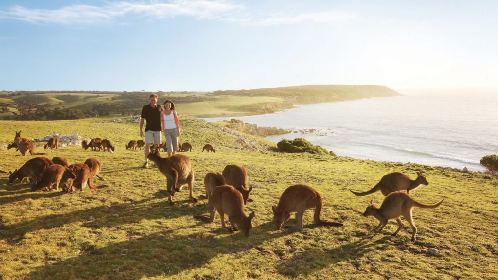 Kangaroo Island - kesari tours to visit famous places in Australia