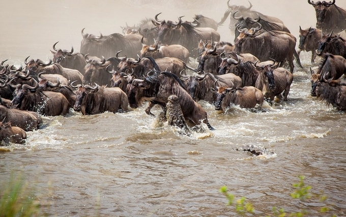 The Great Migration - Wild beast Migration in Africa