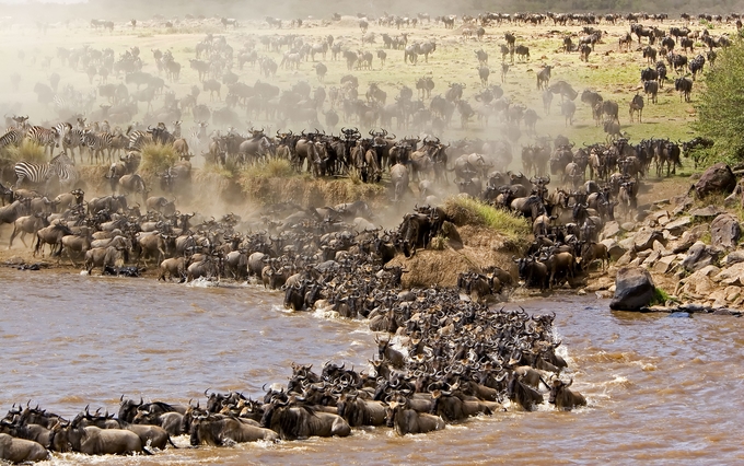 Wild beast crossing river Mara