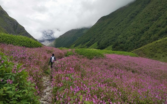 Uttarakhand Trek to Valley of Flowers