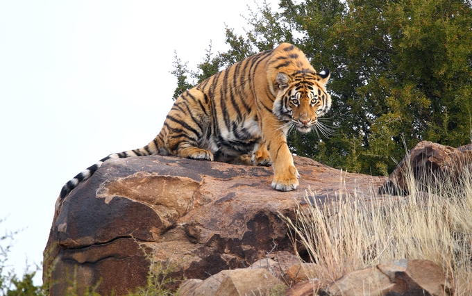 International Tiger Day