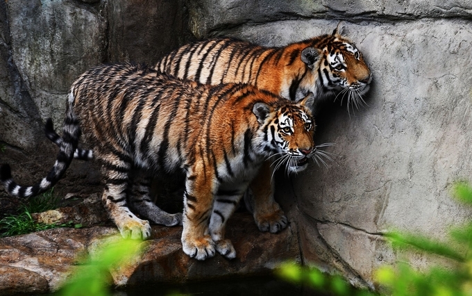 International Tiger Day - India