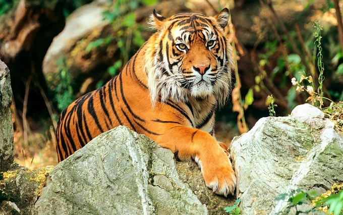 International Tiger Day - Sundarbans Royal Bengal Tiger