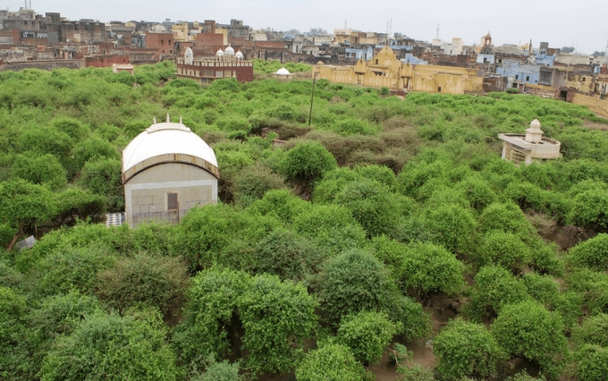 Nidhivan Temple in Vrindavan