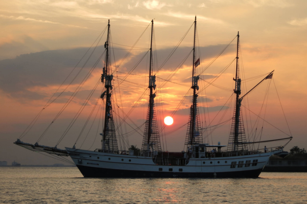 sold outSunset Sail Royal Albatross Cruise (Sunday) Ticket Discount