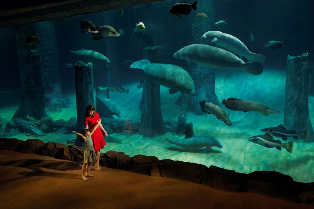 River Safari with Amazon River Quest & River Safari Cruise boat rides included [Open Ticket] 