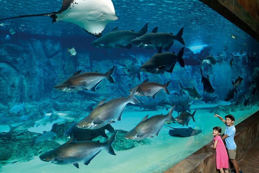 River Safari with Amazon River Quest & River Safari Cruise boat rides included [Open Ticket] 