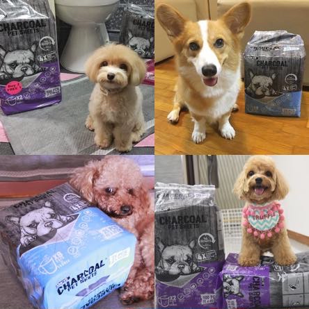 Absorb Plus Pet Sheets Reviews