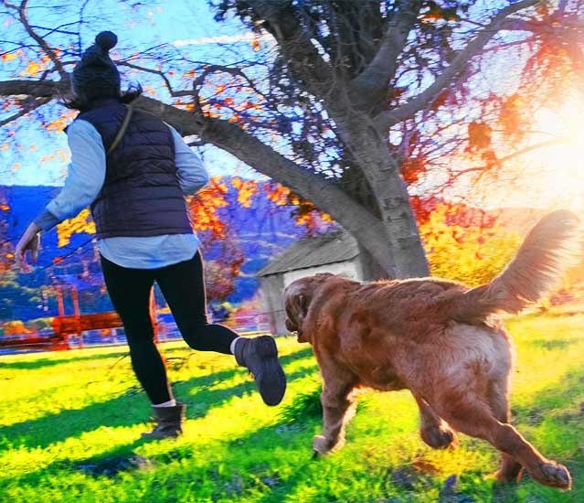 Optimising the Nutrients In Your Dog’s Food