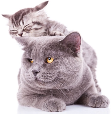 From Kittenhood to Maturity