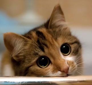 Can I use Washbar products on my cat?