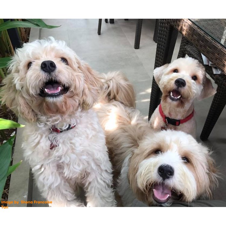 Pet Expo Singapore 2017