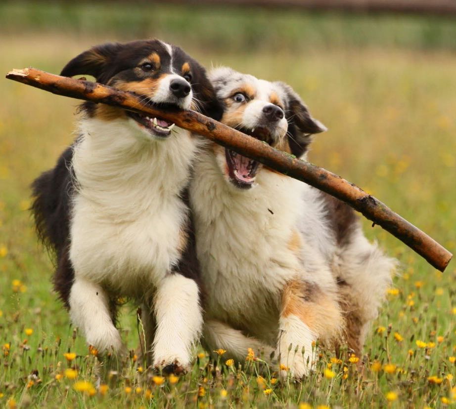 Non-Organic vs. Organic