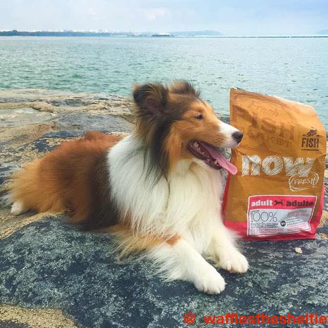 The Same Food Petcurean Family Pets Eat