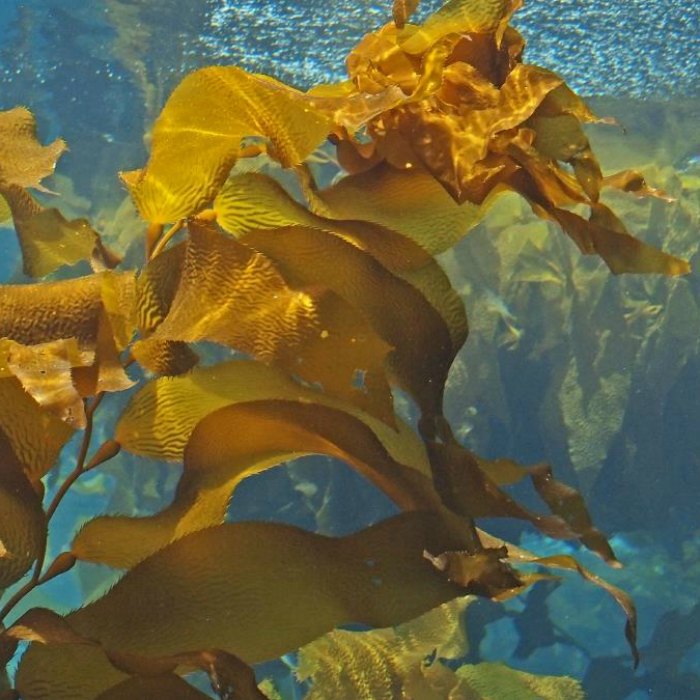 Kelp