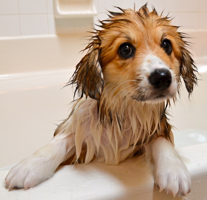 Grooming Accessories