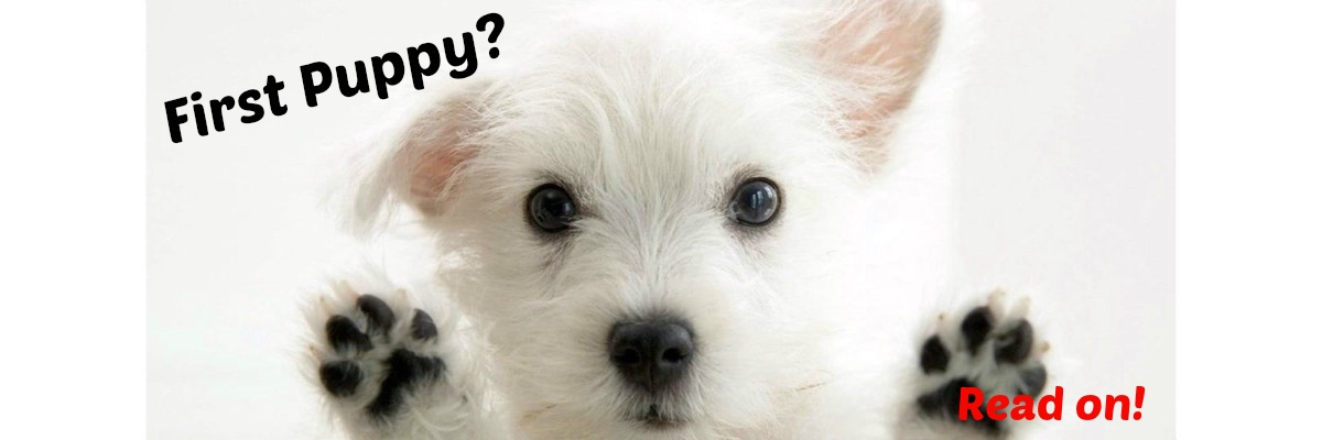 What To Get For Your New Puppy | Kohepets