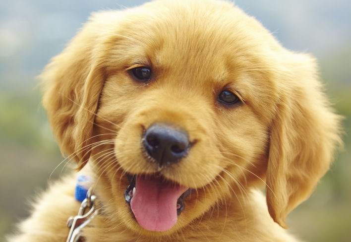 Congratulations on your new puppy!