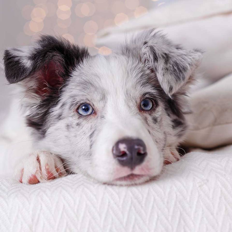 Before An Infestation