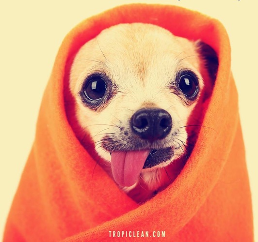 After An Infestation