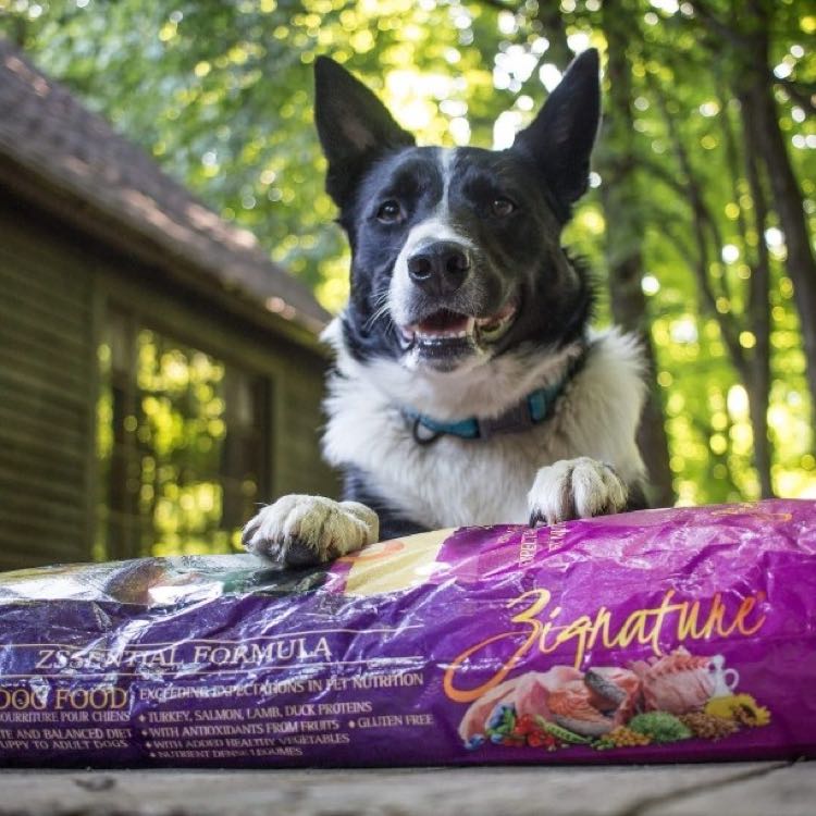 Veterinarian Recommended For Allergies