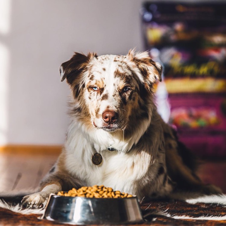 Low Glycemic Dog Food