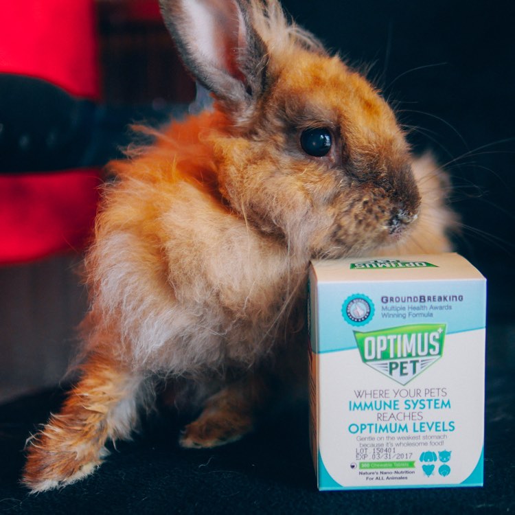 Optimus Pet - How Can It Help My Pet?