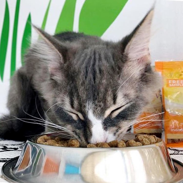 Wellness Complete Health Cat Food