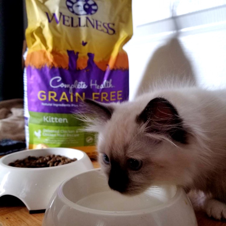 Wellness Complete Health Grain Free Dry Food & Gravies Canned Cat Food