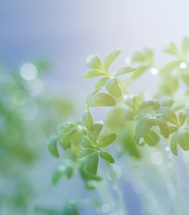 laneige moisture cream ex