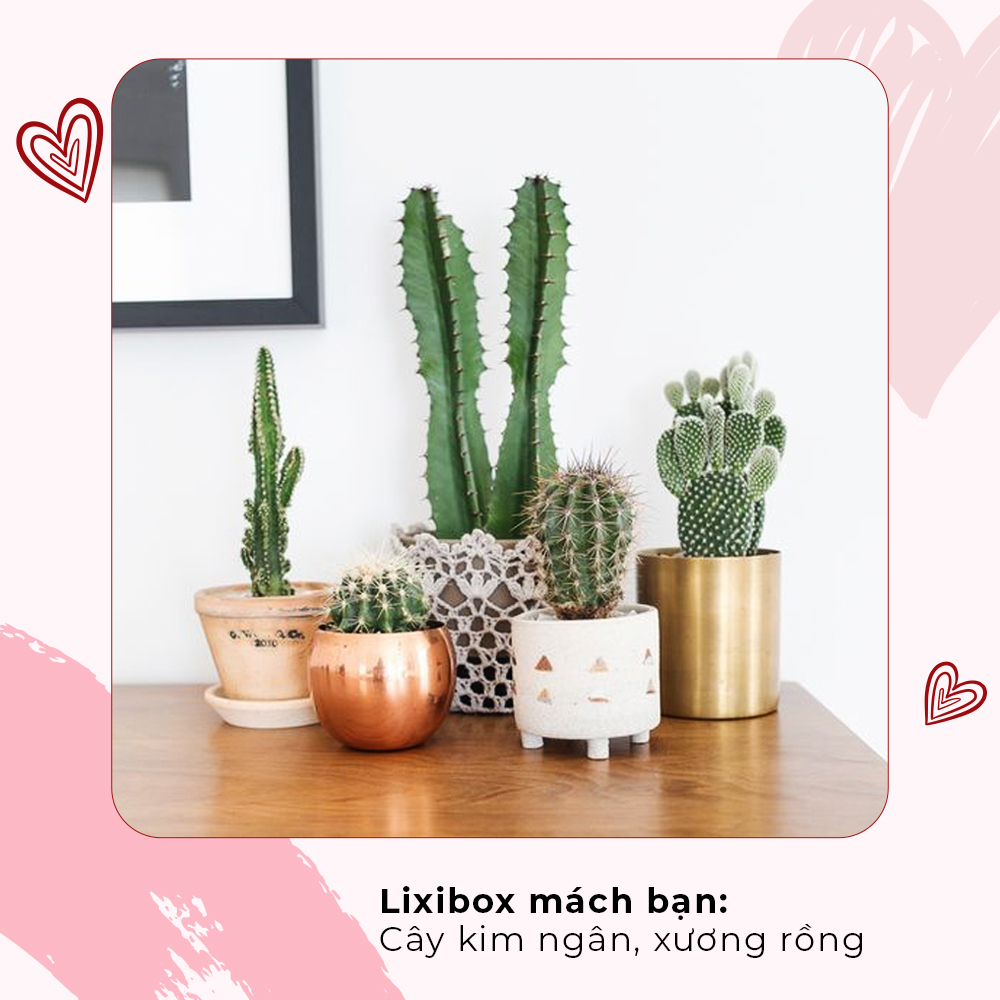 Lixibox gợi ý món quà ý nghĩa cho mùa Valentine với bộ cây xanh như cây kim ngân và xương rồng, phù hợp cho cặp đôi yêu xa hay yêu gần. Ý tưởng quà tặng độc đáo giúp bày tỏ tình cảm đặc biệt.