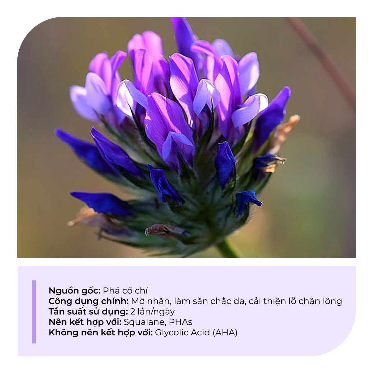 Bài viết "7 thành phần từ thiên nhiên siêu lành tính nên thêm vào chu trình dưỡng da" giới thiệu về công dụng của thành phần từ thiên nhiên như phá có chỉ, giúp làm săn chắc da và cải thiện lỗ chân lông, phù hợp cho làn da nhạy cảm. Tìm hiểu thêm tại Lixibox.