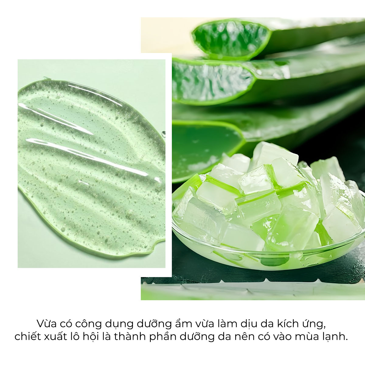 Chiết xuất lô hội là thành phần dưỡng da chất lượng, giúp làm ẩm và dịu da trong mùa lạnh. Bài viết khám phá cách chăm sóc da mùa đông với các thành phần mỹ phẩm phù hợp từ Lixibox.