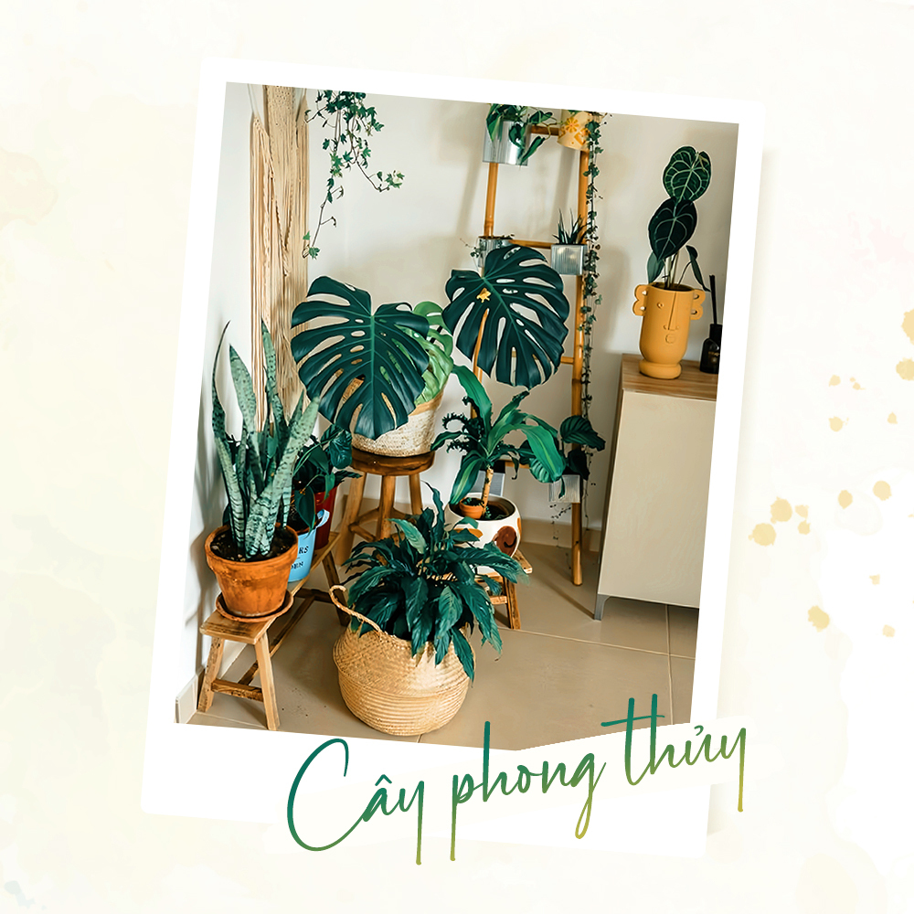 Cây phong thủy trang trí không gian sống, tạo cảm giác tươi mát. Lixibox chia sẻ ý tưởng quà cưới tinh tế tặng cô dâu, chú rể, giúp bạn chọn quà mừng cưới ý nghĩa vào tháng 12.