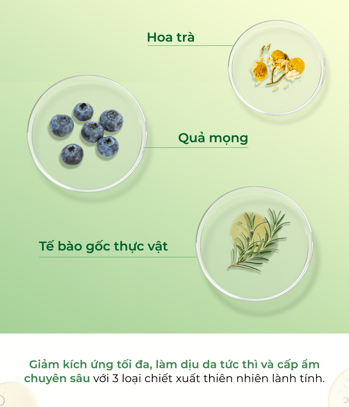 Hình ảnh mô tả các thành phần của serum The Auragins Glow Complexion Serum 14% Vitamin C, bao gồm hoa trà, quả mộng, và tế bào gốc thực vật, nhấn mạnh công dụng dưỡng trắng da và hiệu ứng glass-skin. Đọc thêm để khám phá giá rất sốc của sản phẩm tại Lixibox.
