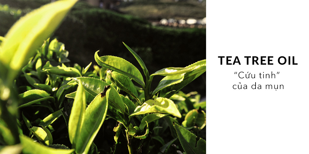 Bài viết về sản phẩm trị mụn Kiara Tea Tree Oil, "Cứu tinh" cho làn da mụn nhạy cảm. Hình ảnh thể hiện lá trà nổi bật trên nền xanh, mang lại cảm giác tươi mới và tự nhiên.