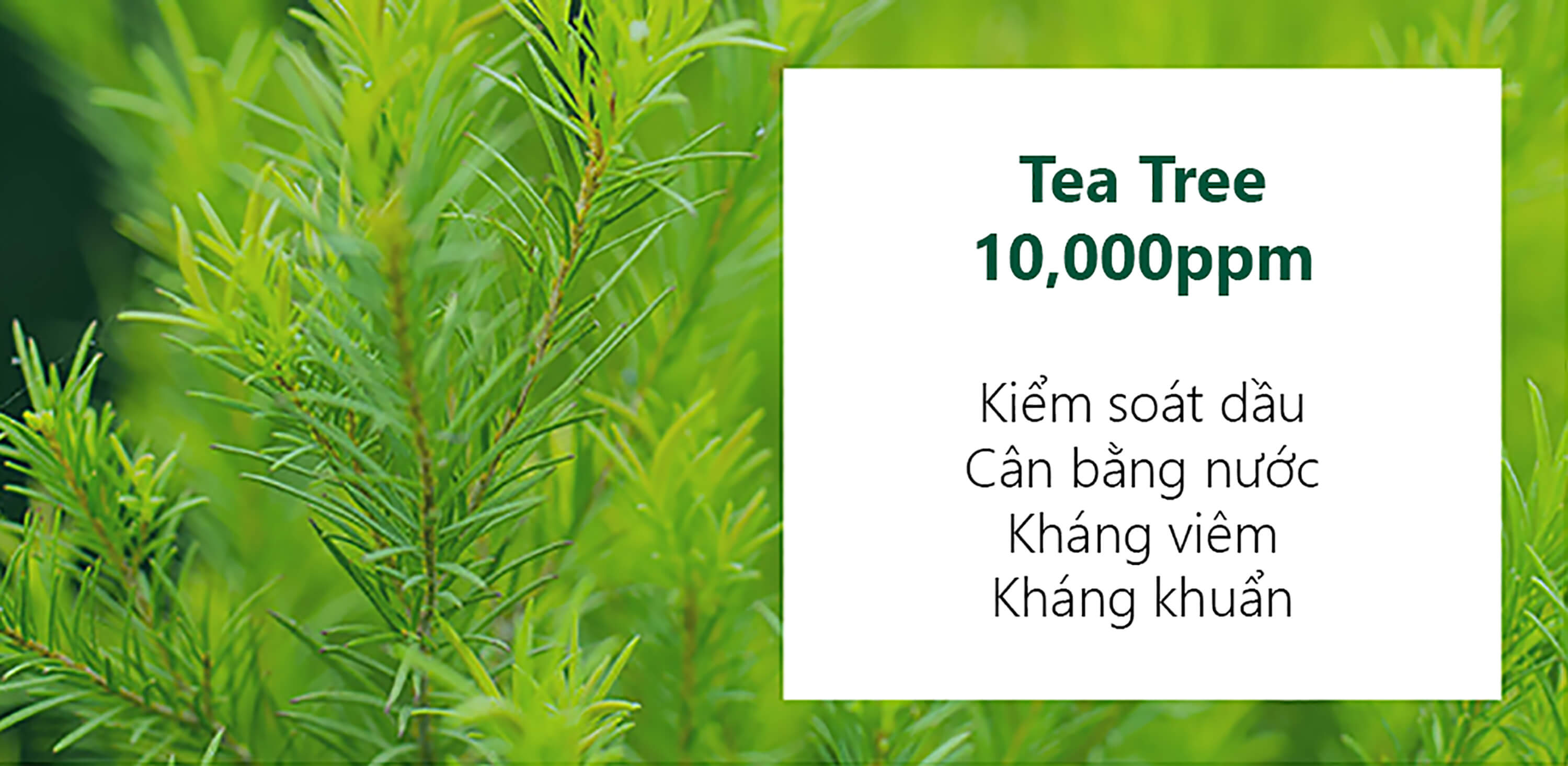 Nước hoa hồng Some By Mi với hoạt chất Tea Tree 10,000ppm giúp kiểm soát dầu, cân bằng nước, và kháng viêm, là sản phẩm lý tưởng để điều trị mụn đầu đen và mụn ẩn trên da nhạy cảm.