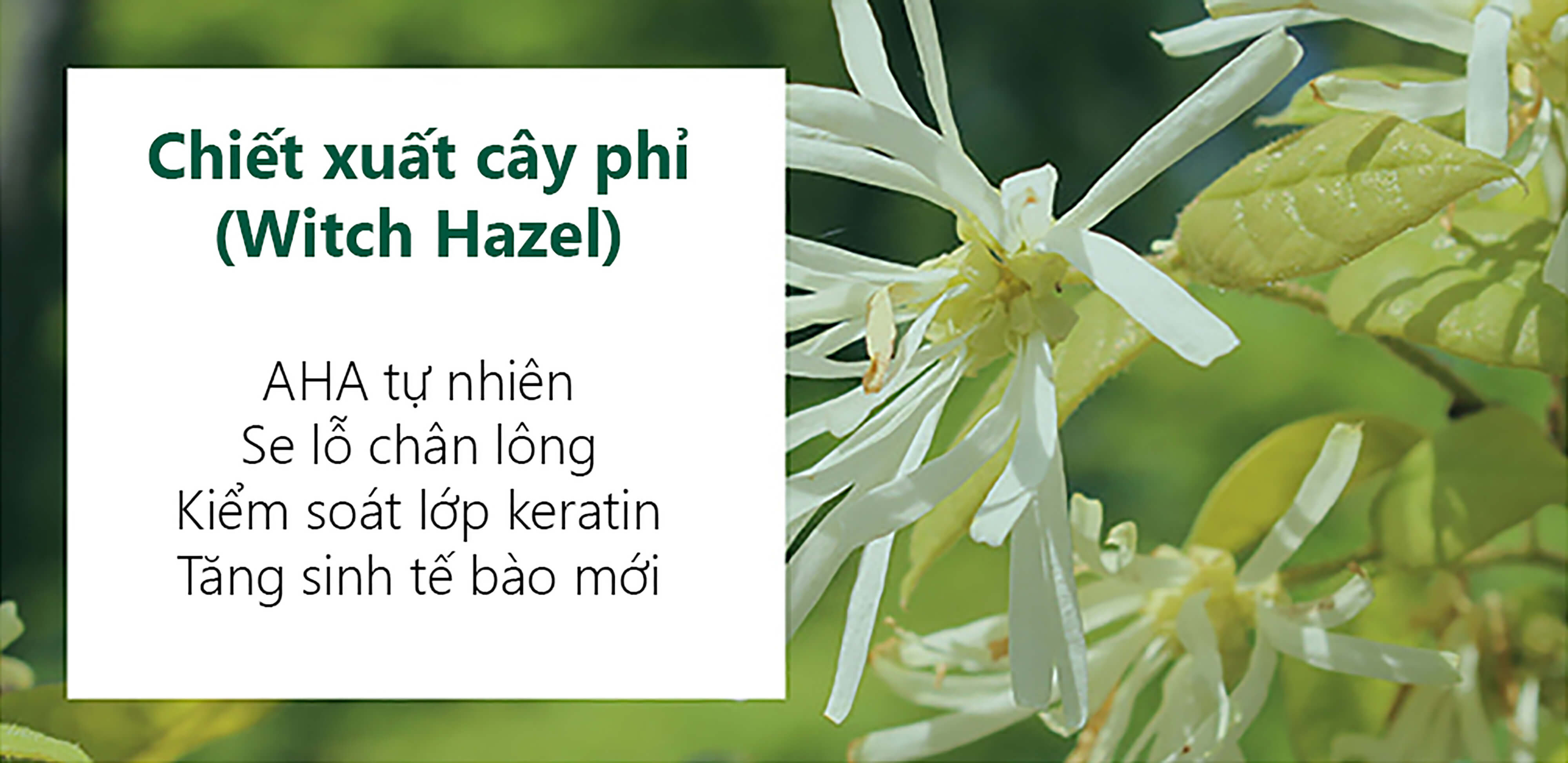 Chiết xuất cây phỉ (Witch Hazel) với AHA tự nhiên giúp se lỗ chân lông, kiểm soát lớp keratin, tăng sinh tế bào mới. Sản phẩm an toàn cho da nhạy cảm, hỗ trợ trị mụn đầu đen và mụn ẩn hiệu quả.