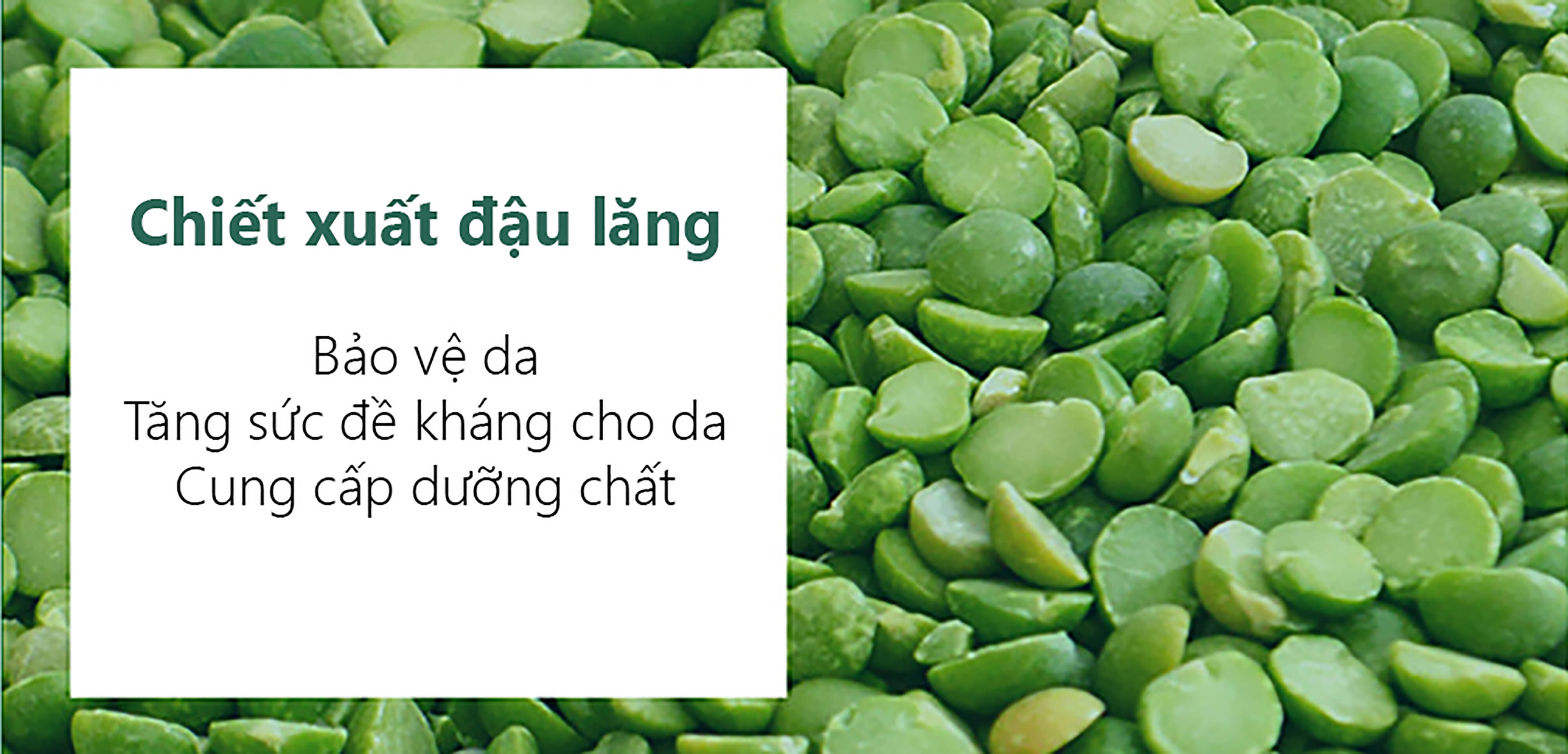 Chiết xuất đậu lăng giúp bảo vệ da, tăng sức đề kháng cho da nhạy cảm và cung cấp dưỡng chất cần thiết, hỗ trợ hiệu quả trong việc trị mụn đầu đen và mụn ẩn.