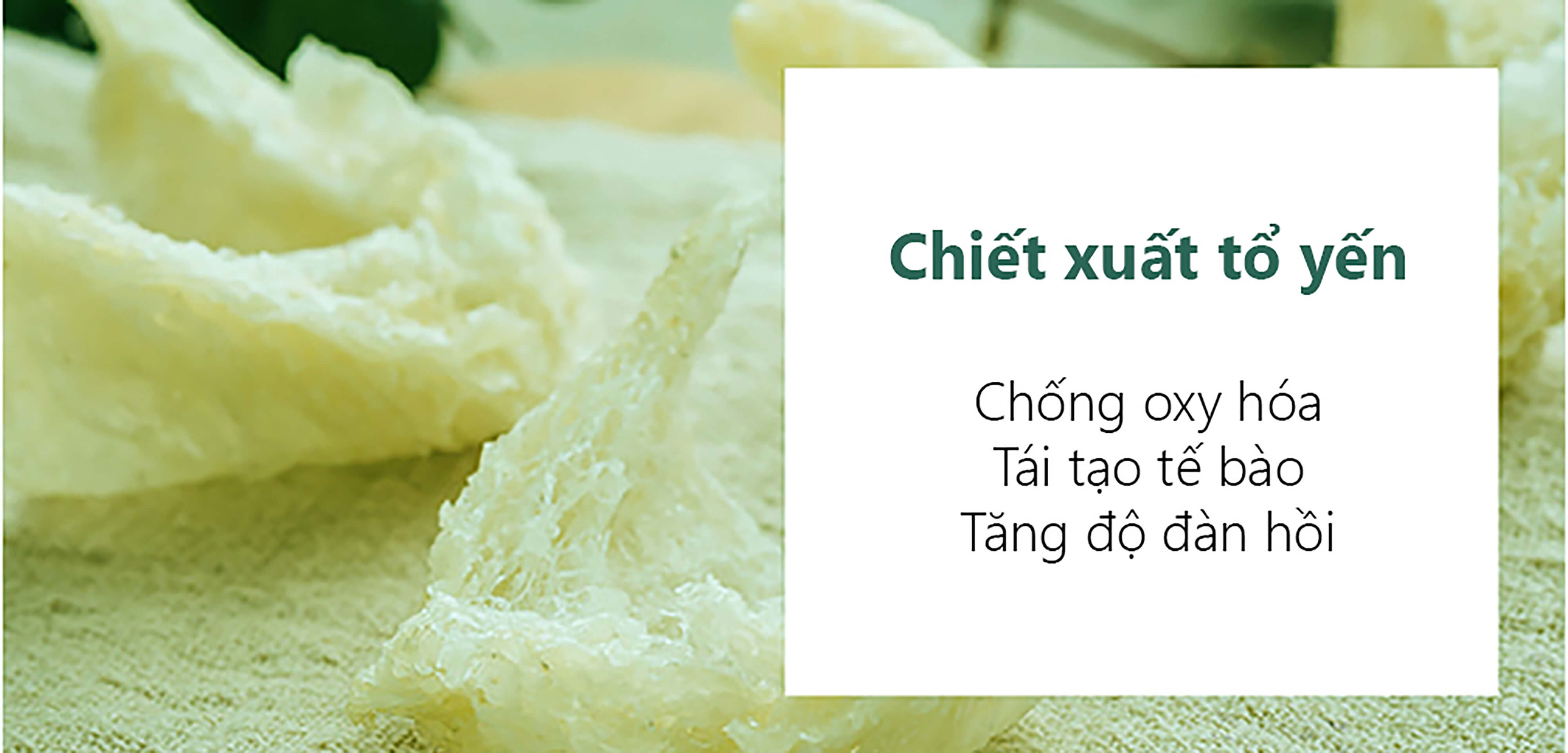 Chiết xuất tổ yến giúp chống oxy hóa, tái tạo tế bào và tăng độ đàn hồi cho da nhạy cảm, là lựa chọn hoàn hảo trong quy trình chăm sóc da, hỗ trợ trị mụn đầu đen và mụn ẩn hiệu quả.