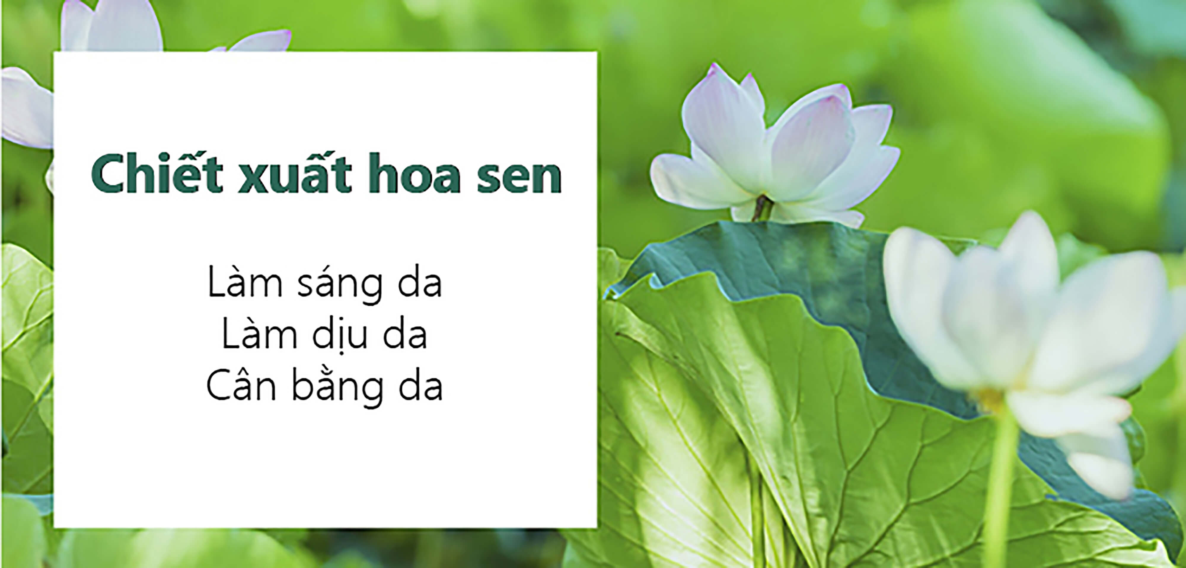 Chiết xuất hoa sen: Làm sáng da, Làm dịu da, Cân bằng da. Sản phẩm phù hợp cho người có da nhạy cảm, giúp trị mụn đầu đen và mụn ẩn hiệu quả.