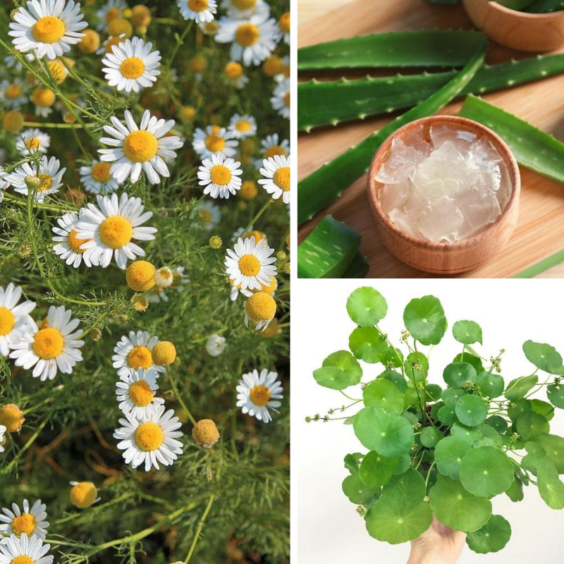 3 tiêu chuẩn lựa chọn tẩy trang cho da nhạy cảm. Nóng, rát, nổi mụn, da đỏ và ngứa khi tẩy trang không đúng cách. Tìm hiểu 3 tiêu chí chọn sản phẩm tẩy trang hiệu quả, nhẹ nhàng cho làn da nhạy cảm.