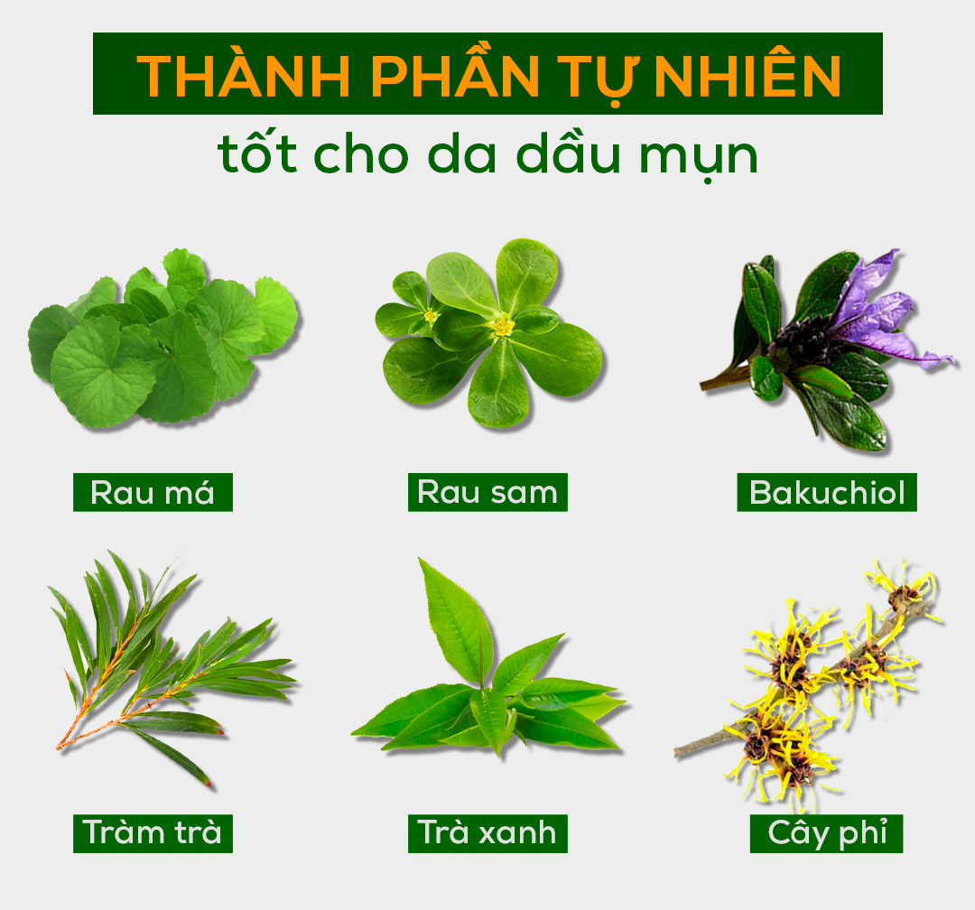 Thành phần tự nhiên tốt cho da dầu mụn, bao gồm rau má, rau sam, Bakuchiol, tràm trà, trà xanh và cây phỉ. Chọn toner cho làn da mụn hiệu quả trong quy trình chăm sóc da.