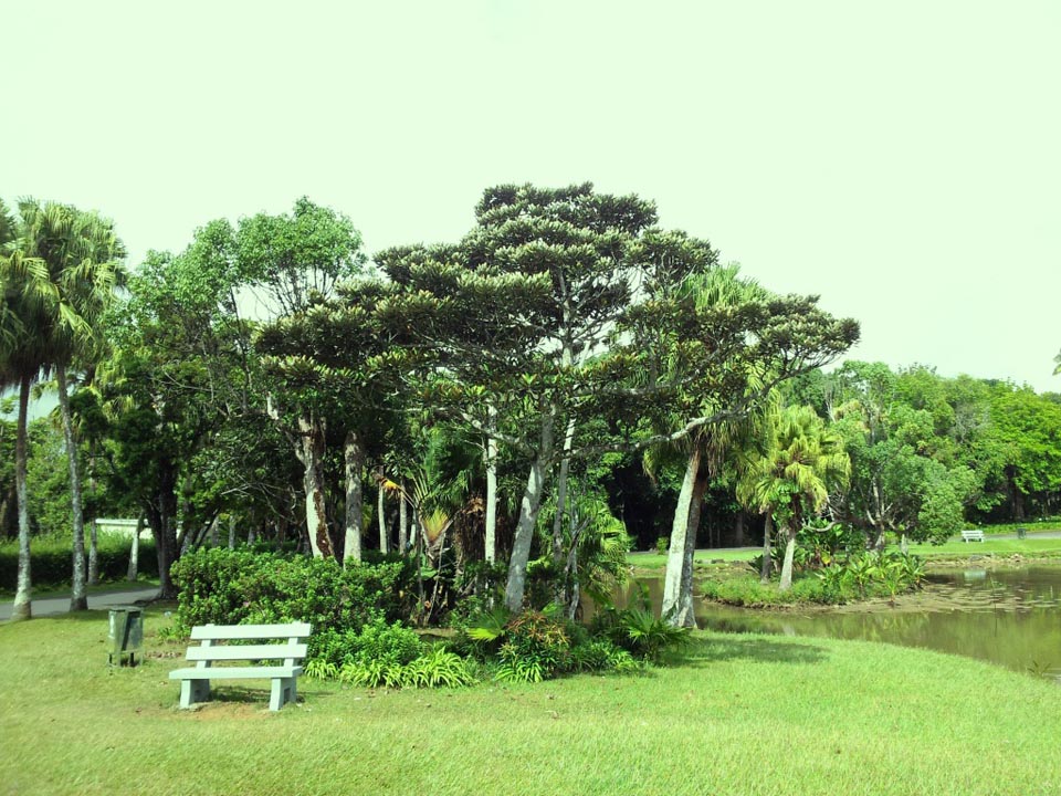 Jardin botanique de Curepipe un éden en perdition Le Mauricien