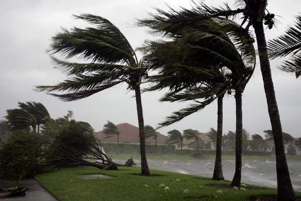 hurricane-palm-trees.jpg