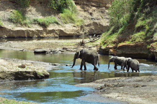 FILES-KENYA-WILDLIFE-ELEPHANT-CONSERVATION