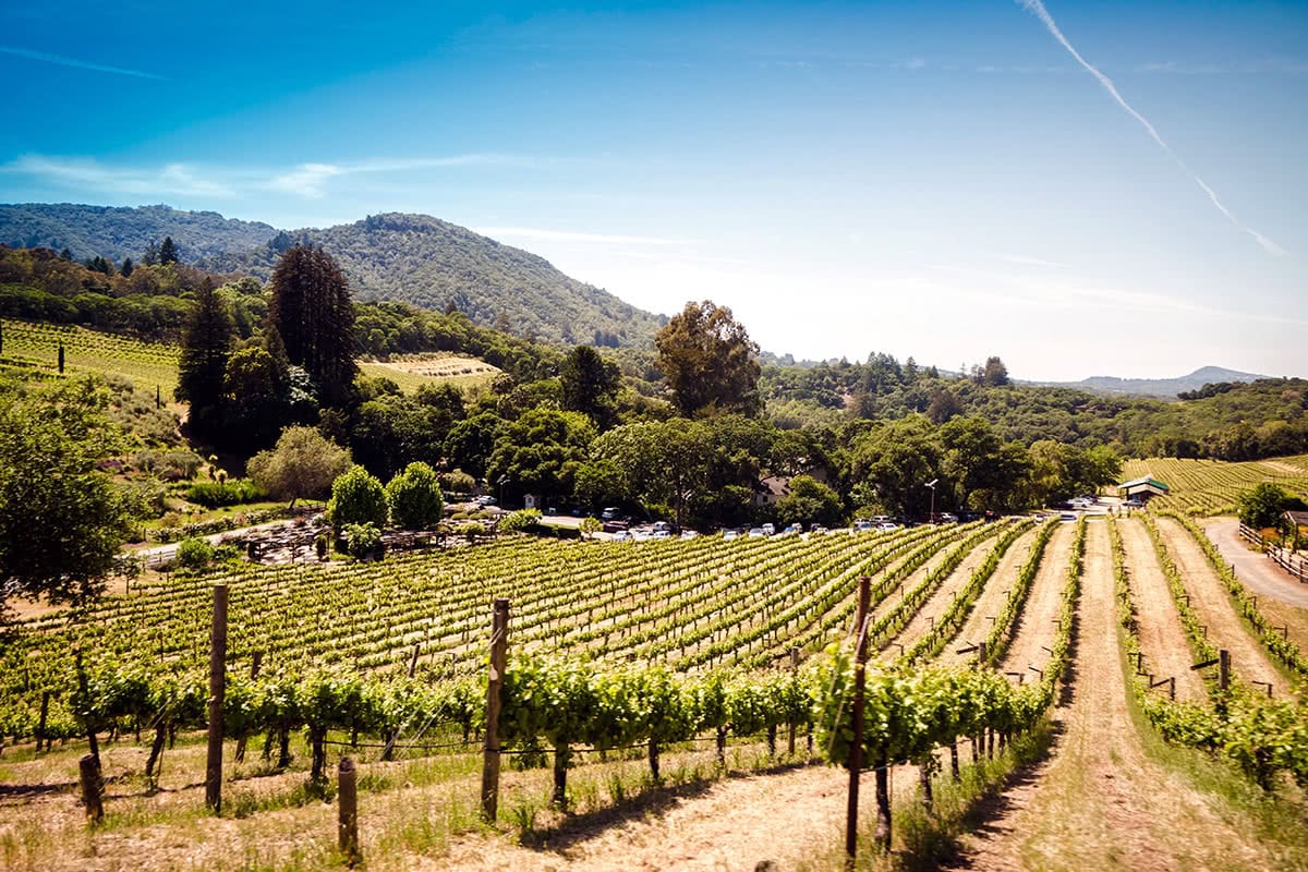 Luxe Digital luxury restaurant Healdsburg Sonoma county