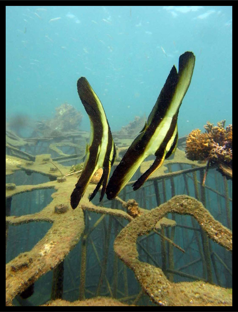 luxuo-id-theimaginarium-2-artificialreef-parkprojet-domussepiae-1