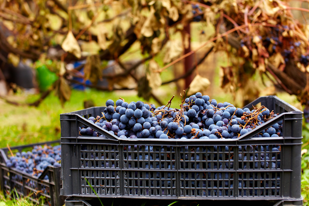 Grape Harvest