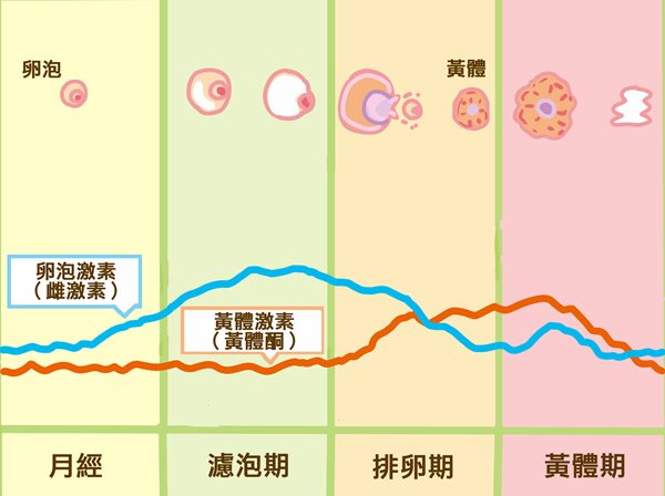 月經準時不代表排卵順利！這4種現象恐是遲遲無法懷孕主因 | 嬰兒與母親